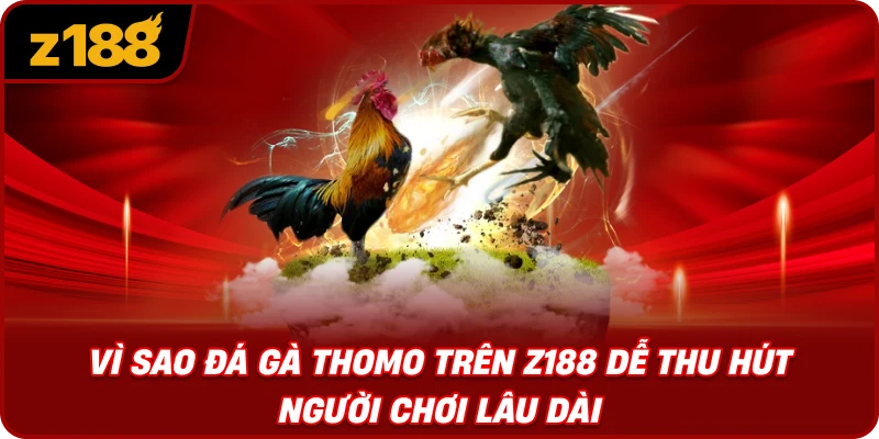 Vì Sao Đá Gà Thomo Trên Z188 Dễ Thu Hút Người Chơi Lâu Dài